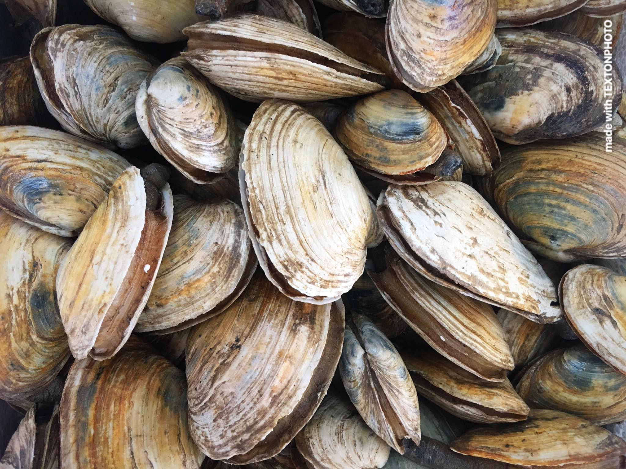 Hooked Meat & Seafood Market Hooked Meat &Seafood Marktet Home