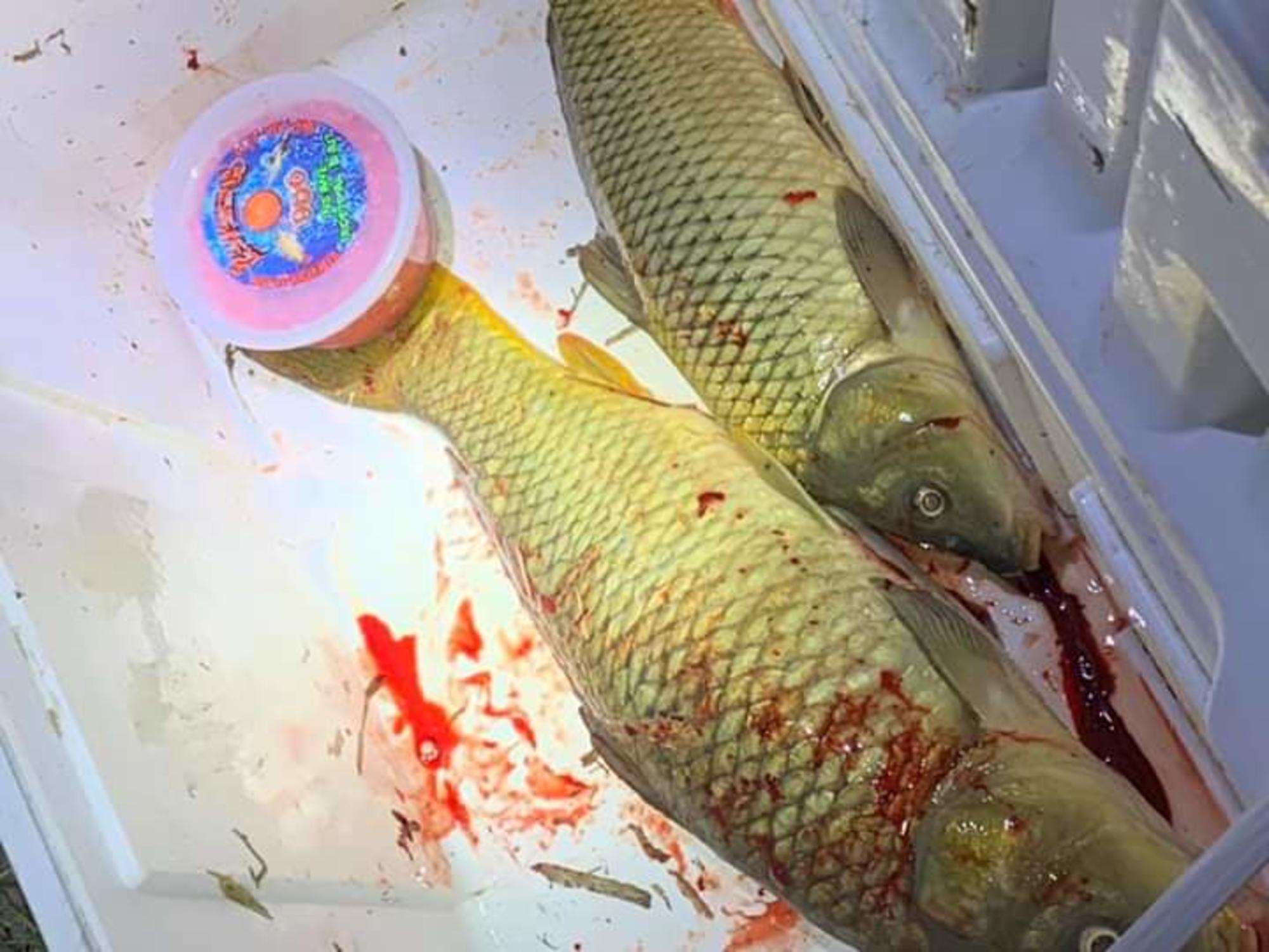 lcd 956 bait and tackle